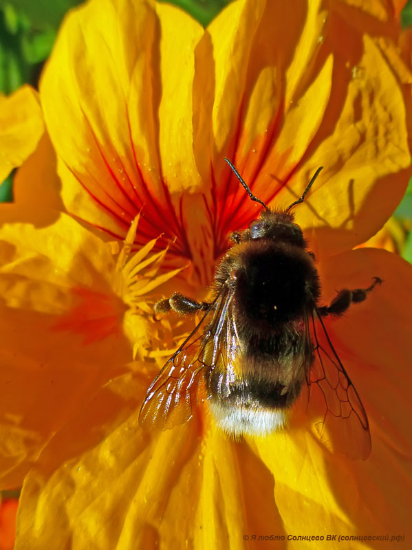 photo "***" tags: macro and close-up, insect, макро, шмель