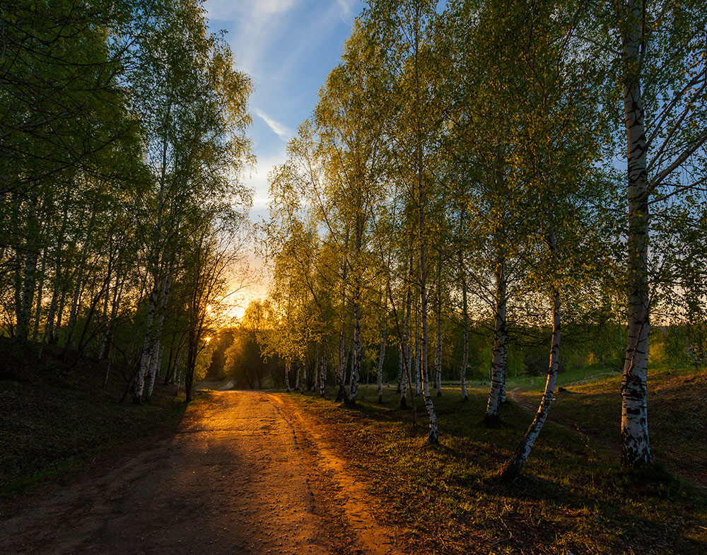 photo "Road to sunset" tags: landscape, nature, evening, road, spring, sunset, деревья, золото