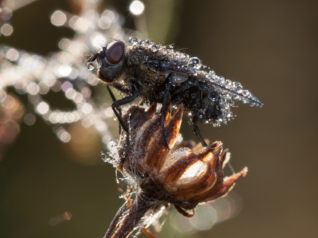 photo "***" tags: macro and close-up, nature, morning, sun, муха, роса