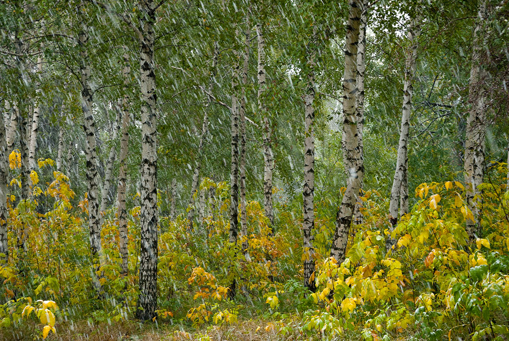 photo "***" tags: nature, landscape, autumn, forest, snow