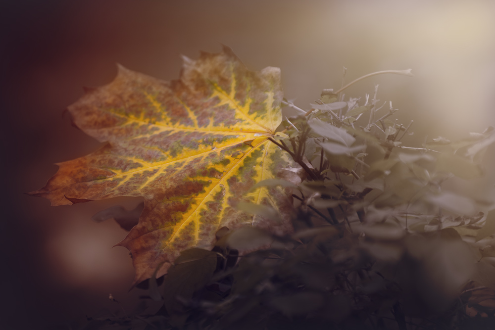 фото "***" метки: природа, 