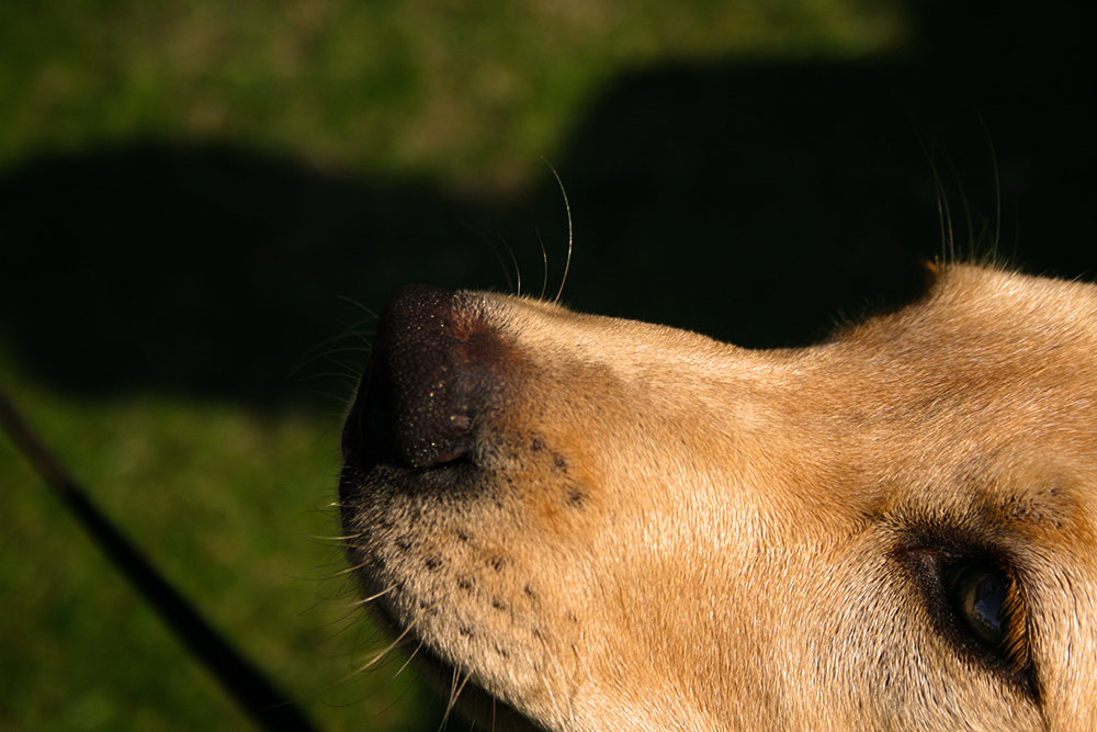 photo "Sense" tags: macro and close-up, nature, portrait, Нос, Нюх, животные, собаки