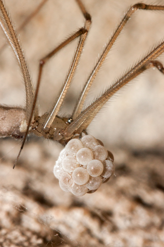 photo "***" tags: macro and close-up, 