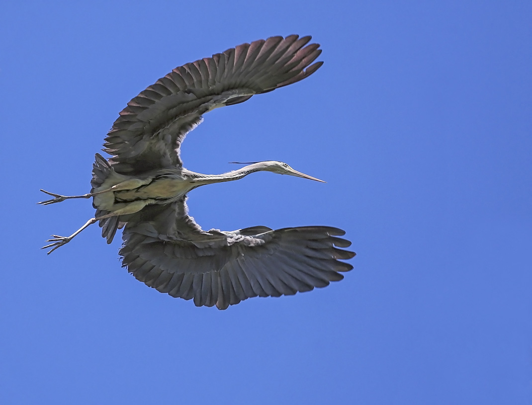 photo "***" tags: nature, flight, приземление, серая цапля