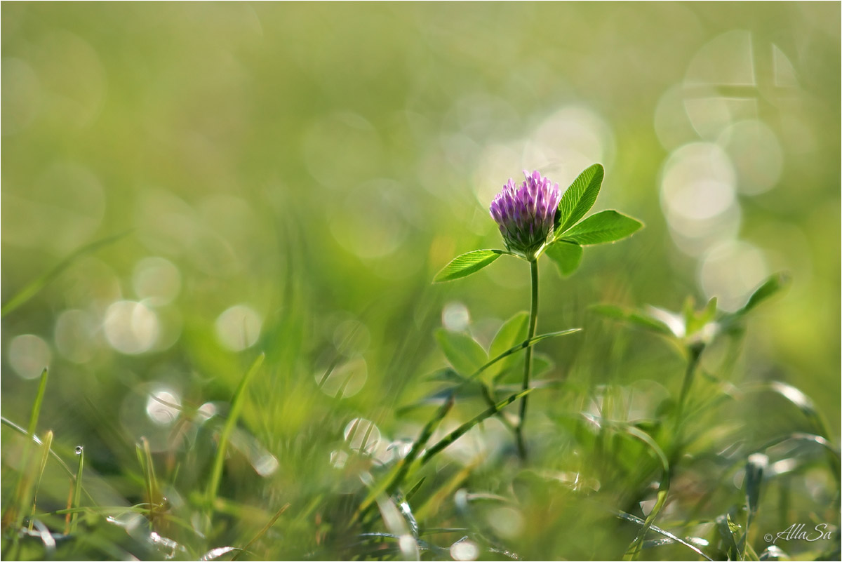 photo "***" tags: macro and close-up, nature, fragment, 