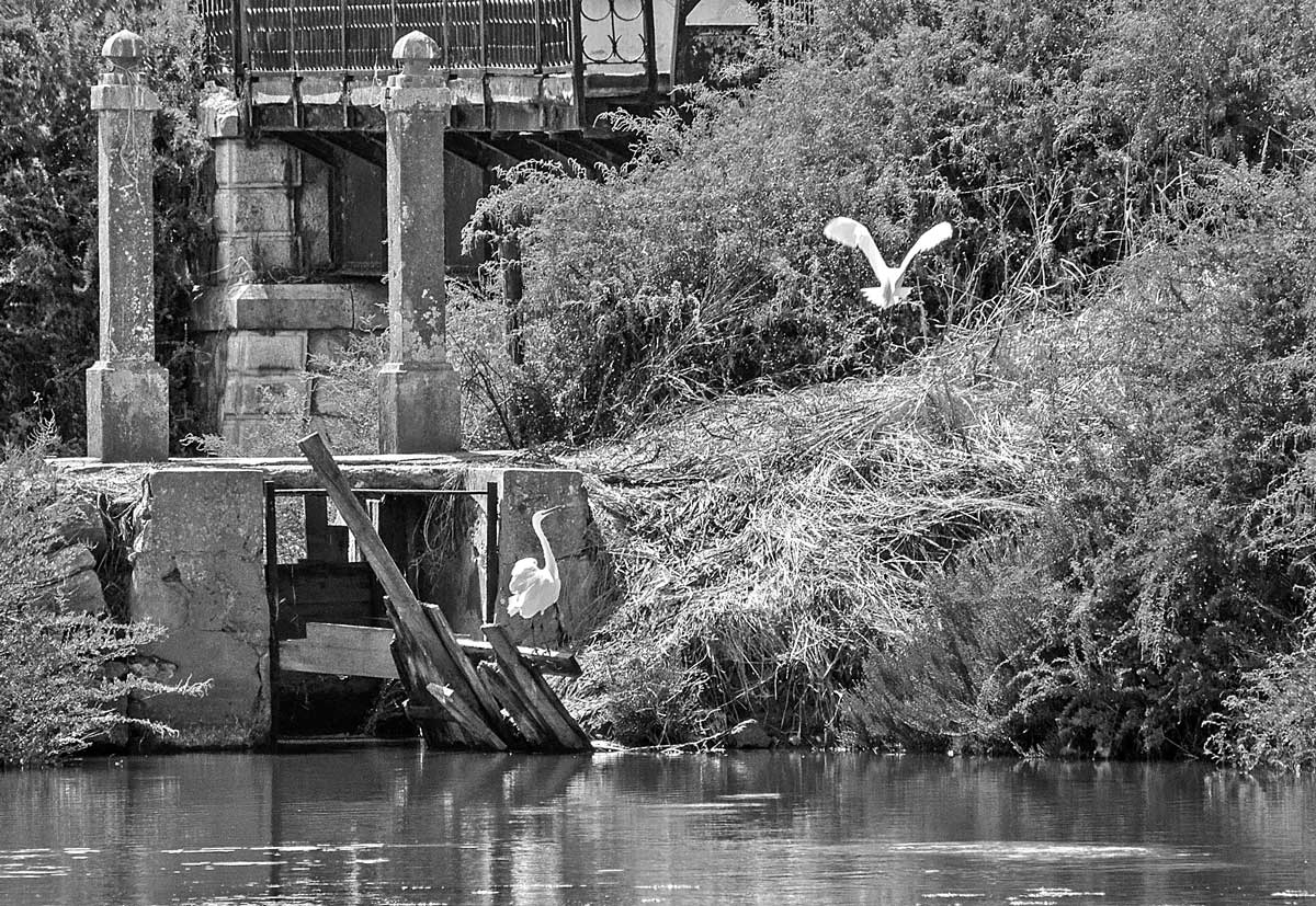 photo "Controlling" tags: nature, black&white, landscape, Europe, Tagus, Tejo, animals, estuary, portugal, water