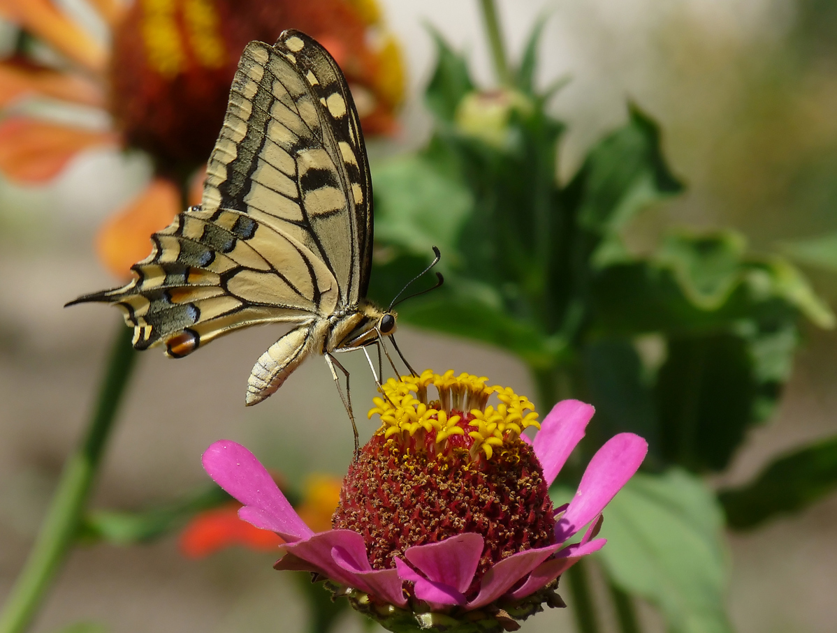 photo "***" tags: macro and close-up, insect