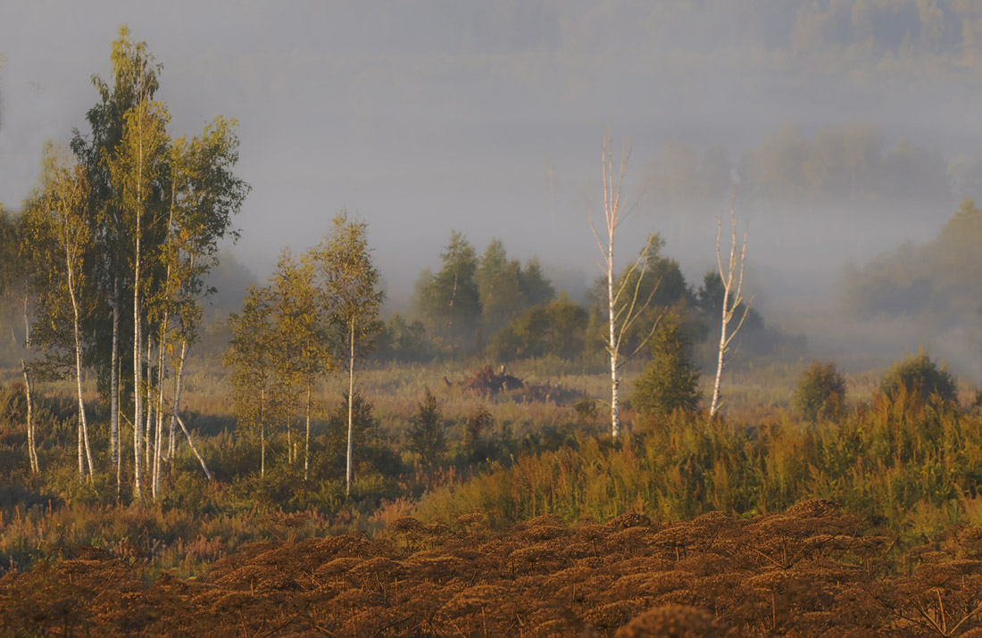 photo "***" tags: landscape, autumn, fog, forest, morning