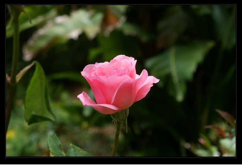 photo "***" tags: nature, macro and close-up, 