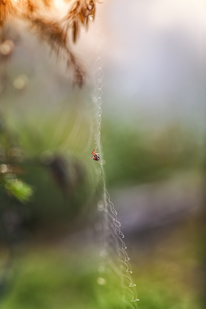 photo "***" tags: macro and close-up, nature, 