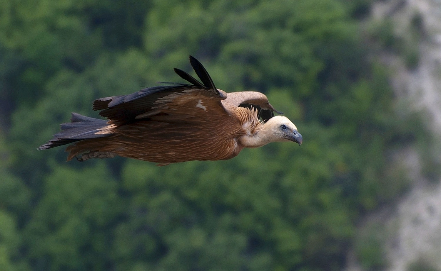 photo "***" tags: nature, flight, look, wild animals, wings, Сип, размах