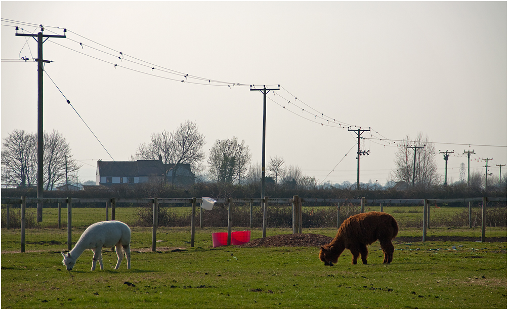 photo "***" tags: nature, pets/farm animals
