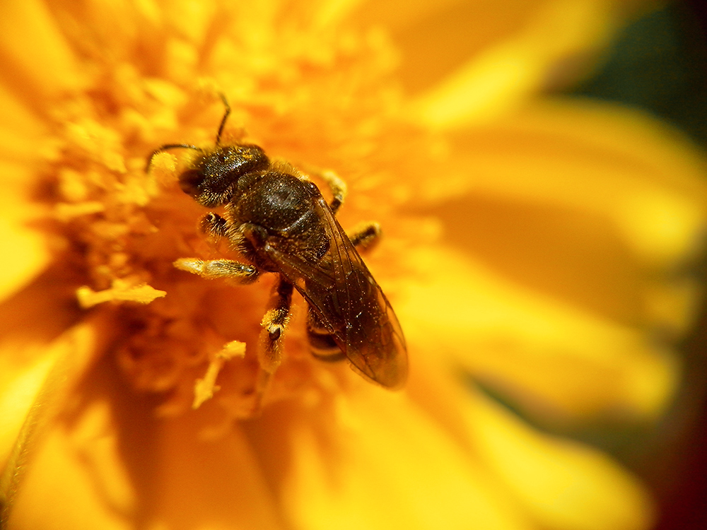 фото "нямням" метки: макро и крупный план, природа, пчела, цветок