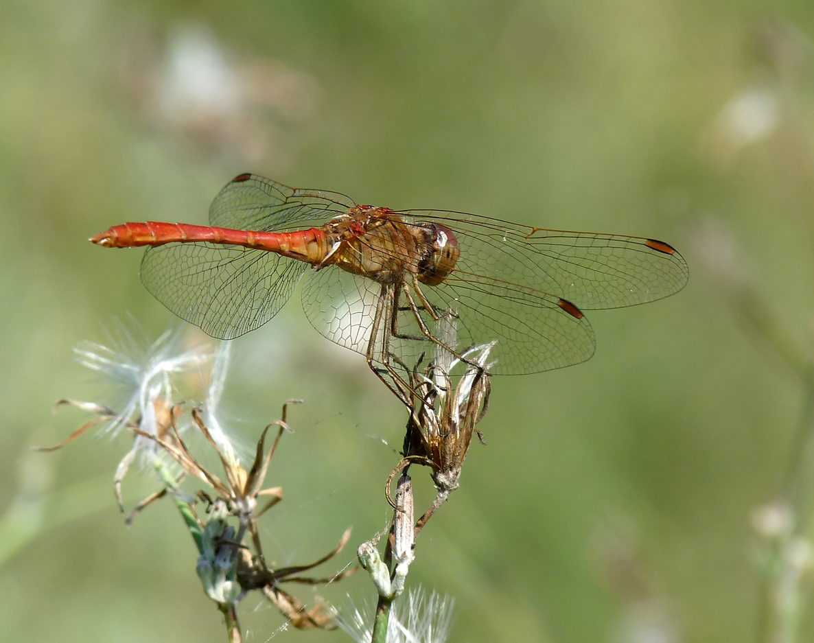 photo "***" tags: macro and close-up, insect