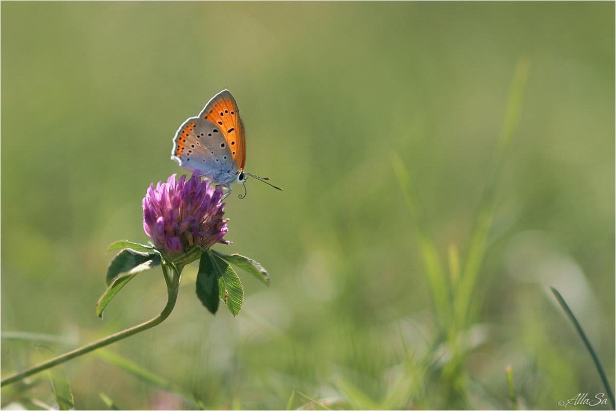 photo "***" tags: macro and close-up, nature, fragment, 