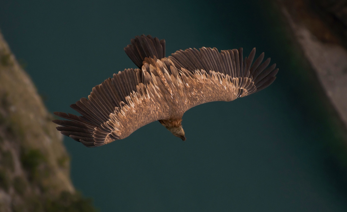 photo "***" tags: nature, flight, look, wild animals, wings, Сип, размах