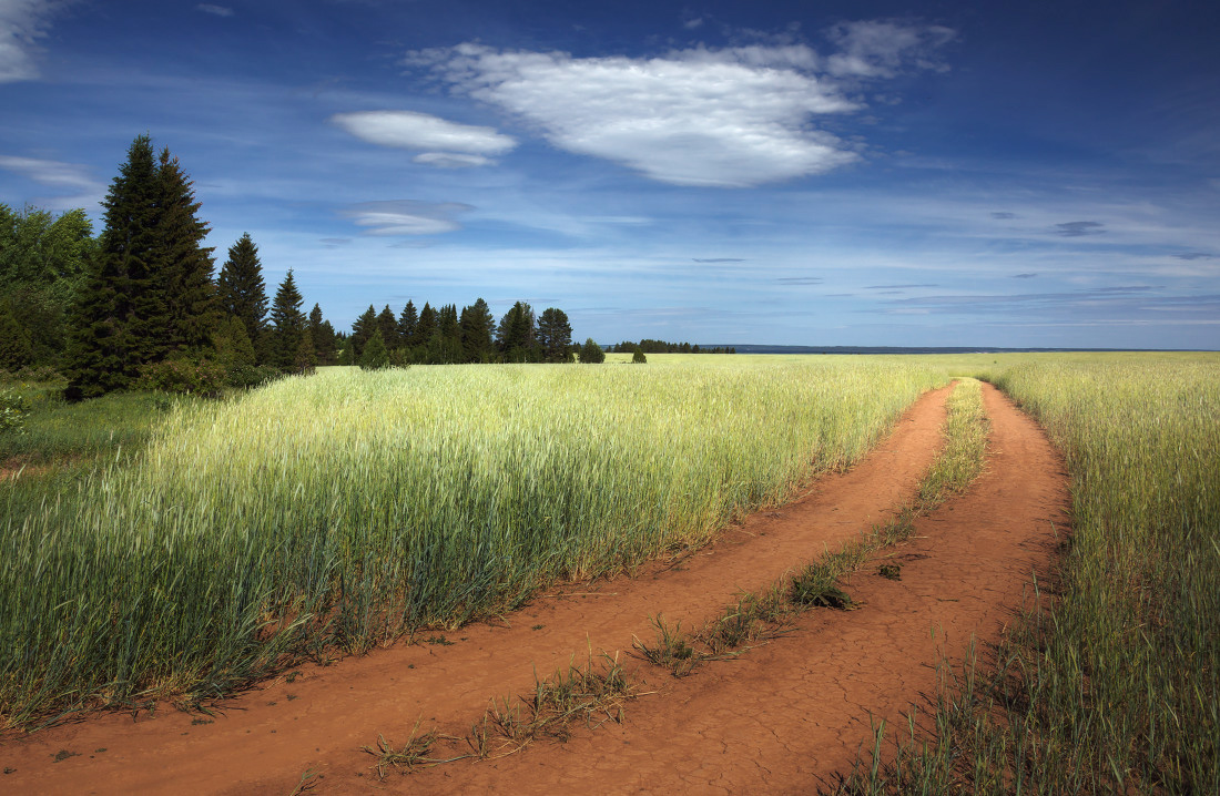 фото "Пшеничная дорога" метки: пейзаж, ПолеЮ колосья, деревья лес, дорога, лето, облака