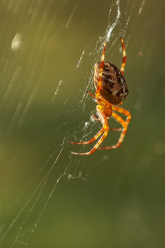 photo "***" tags: nature, portrait, reporting, insect