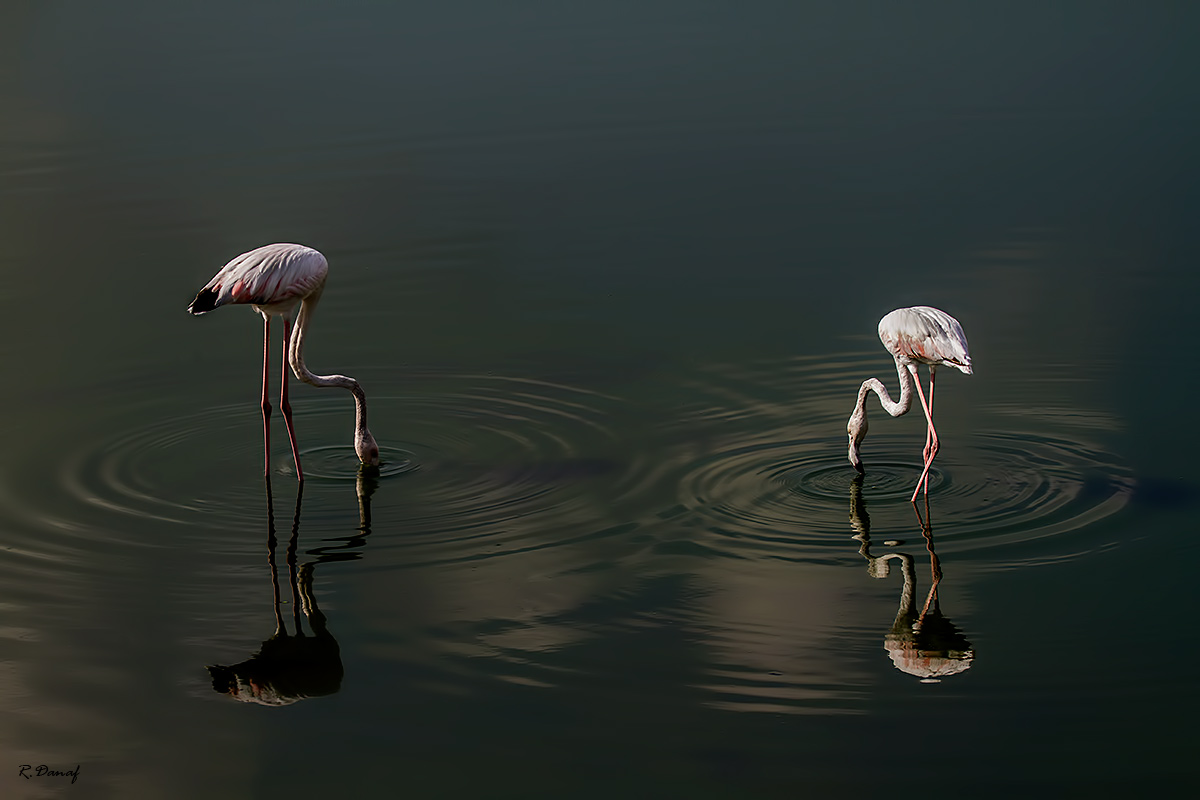 photo "Flamingos" tags: nature, 