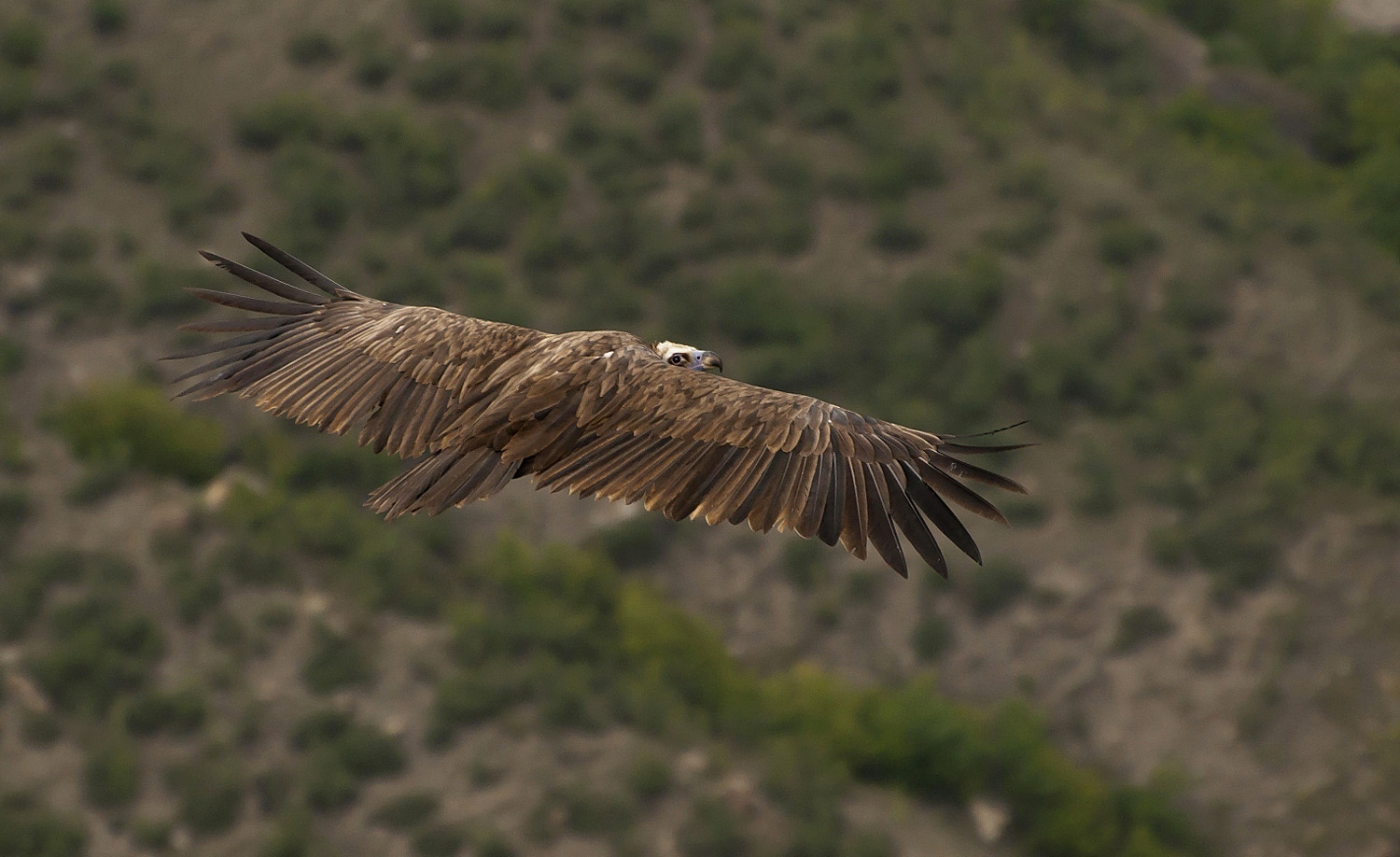 photo "***" tags: , flight, look, wild animals, wings, гриф, размах