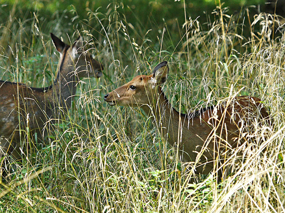 photo "Paradise behind straws" tags: nature, portrait, reporting, 