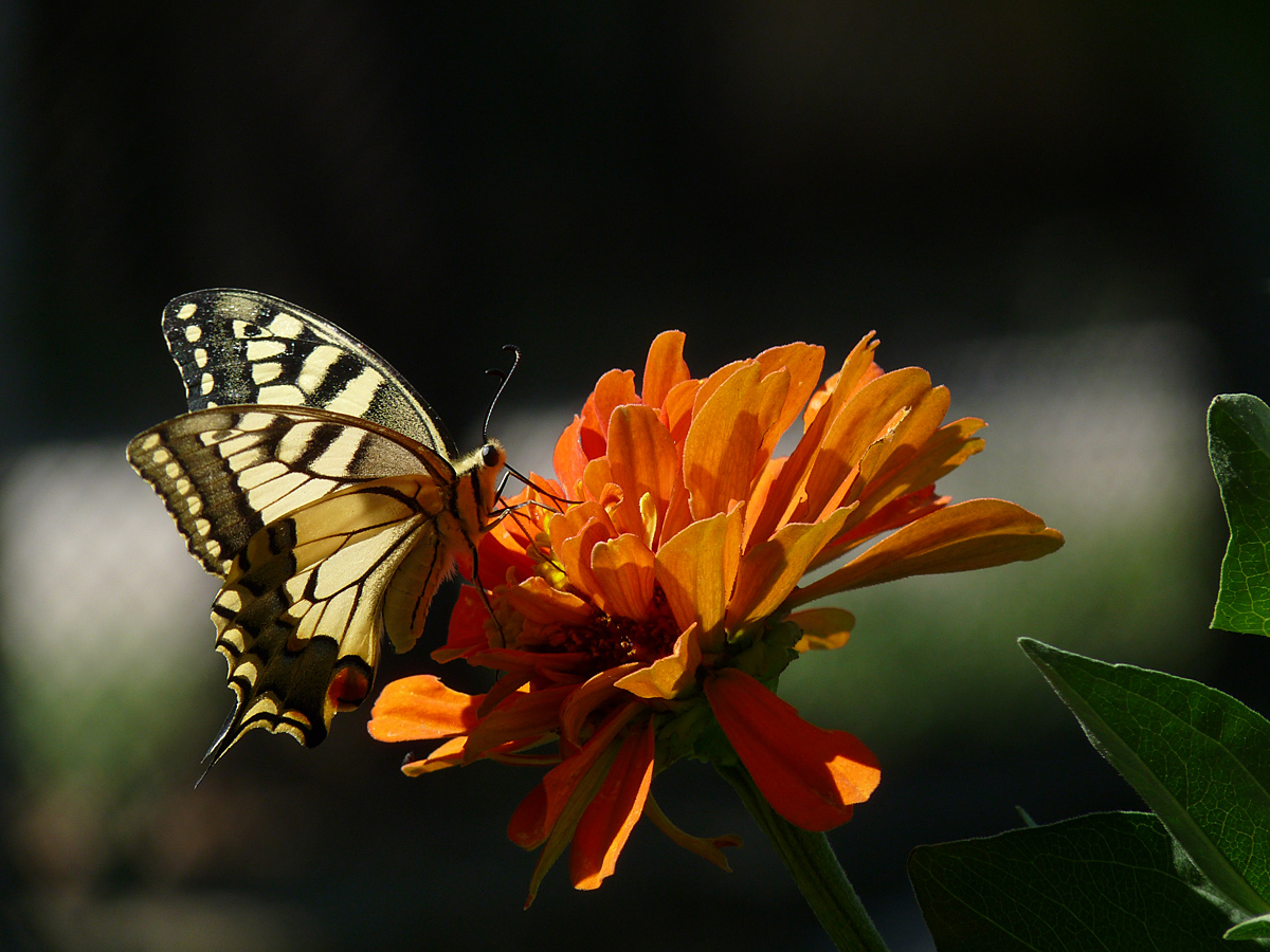 photo "***" tags: macro and close-up, flowers, insect