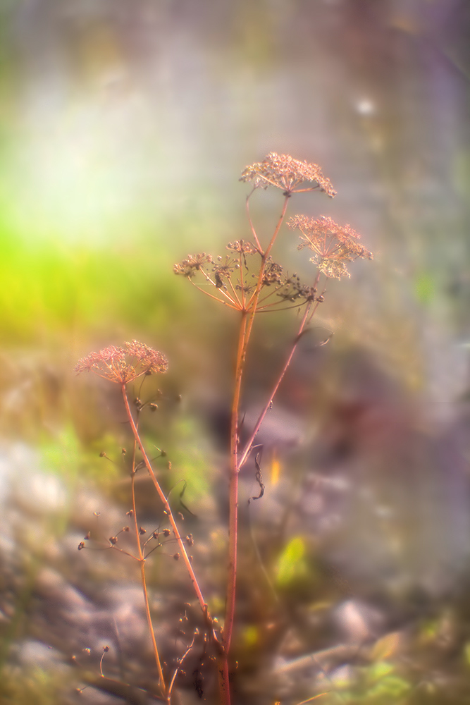 photo "***" tags: macro and close-up, nature, монокль