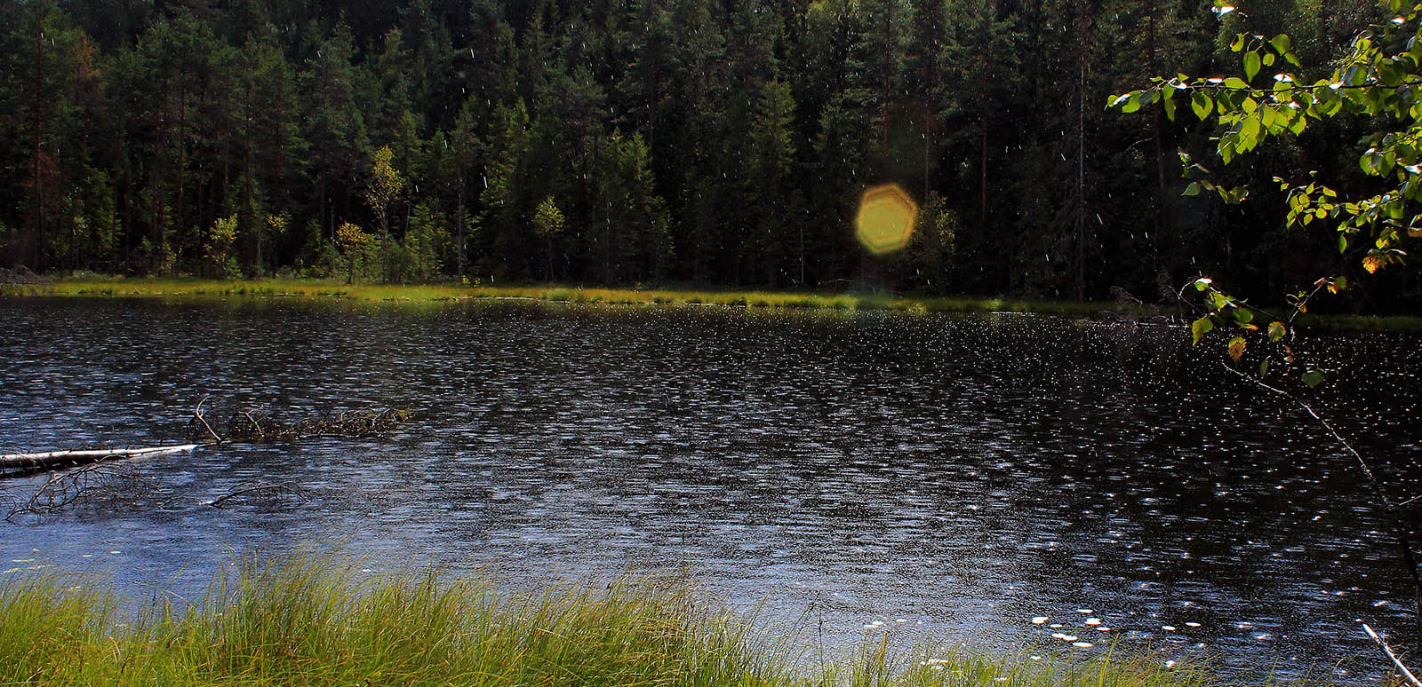 photo "Rain on the forest lake" tags: nature, landscape, Estonia, forest, lake, rain