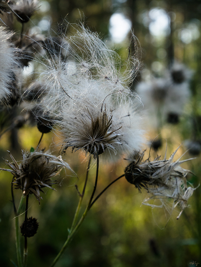 photo "***" tags: macro and close-up, autumn, forest