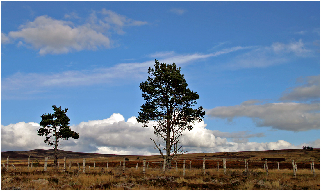 фото "Где-то в Шотландии..." метки: природа, дерева