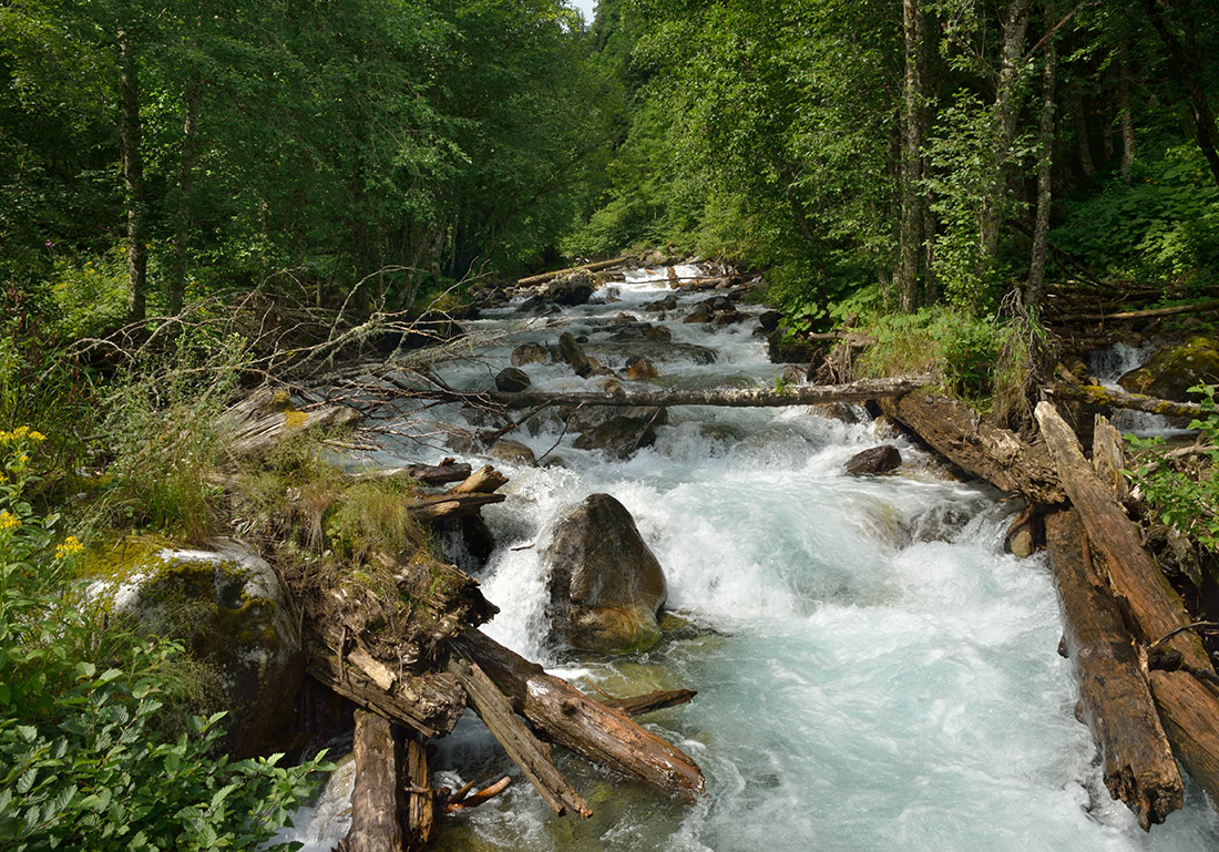 photo "***" tags: nature, 