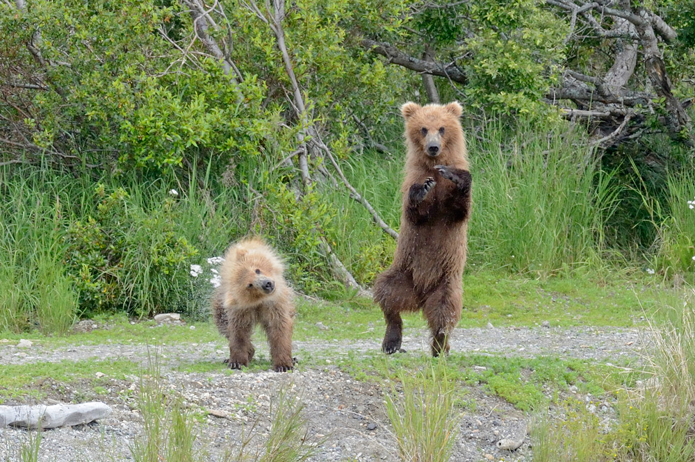 фото "Gangnam bears" метки: природа, путешествия, 