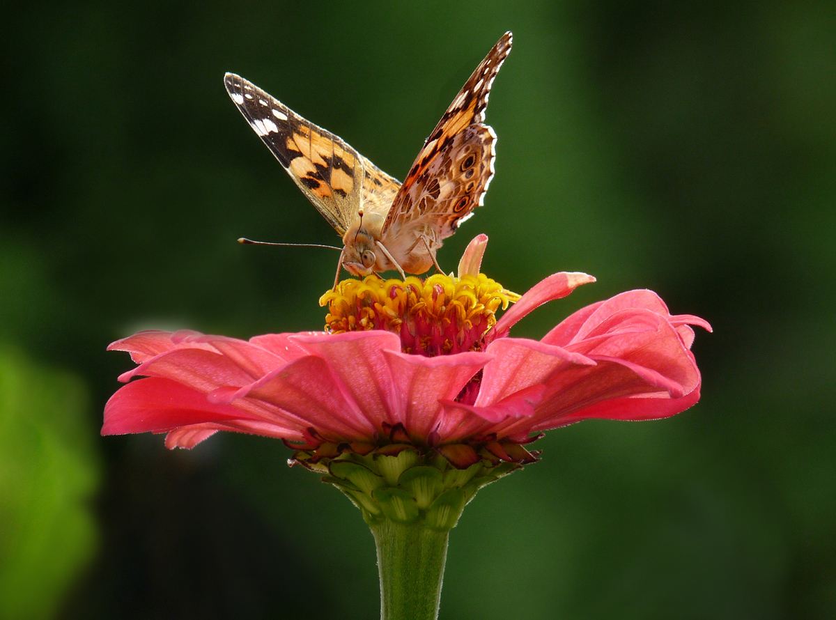 photo "***" tags: macro and close-up, flowers, insect