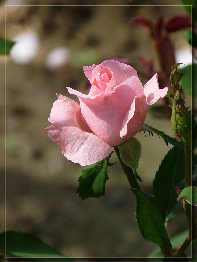 photo "***" tags: macro and close-up, 