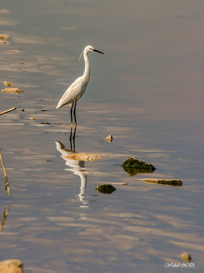 фото "Contemplation" метки: пейзаж, портрет, путешествия, Water. Fauna.