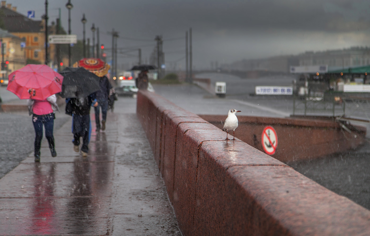 фото "Ошалевшая чайка от дождя и града..." метки: пейзаж, стрит-фото, город, 