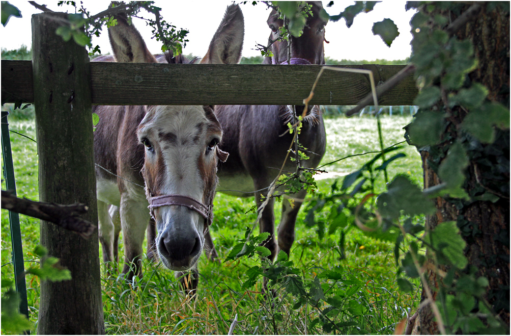 photo "- Who are you?" tags: nature, pets/farm animals