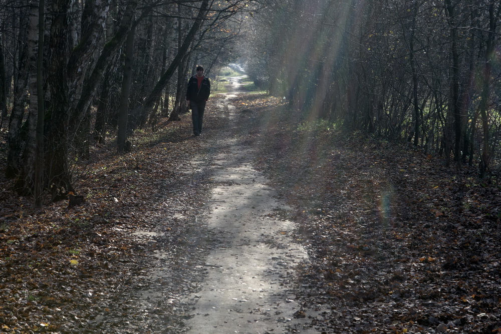 photo "Dark Avenues" tags: nature, 