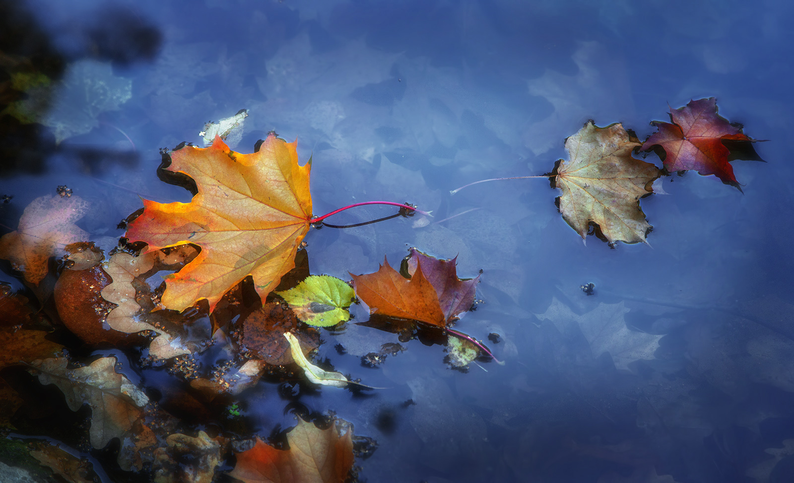 photo "***" tags: nature, macro and close-up, pond, лтстья