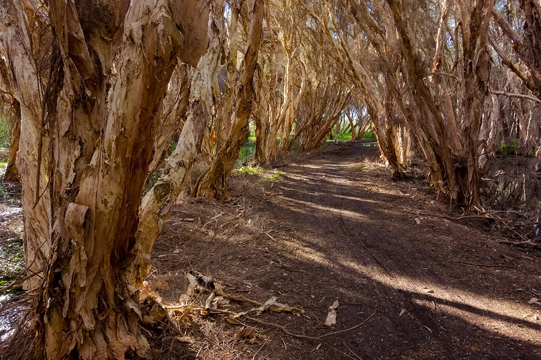 photo "***" tags: nature, forest, road, trees, walking