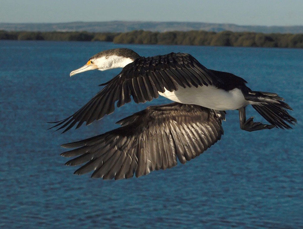 photo "Cormorant" tags: nature, 