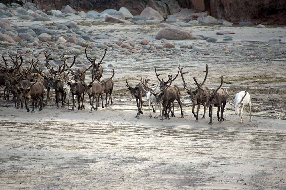 photo "Low tide in the Barents Sea" tags: travel, nature, coast, sea, water, Баренцево море, кольский, отлив