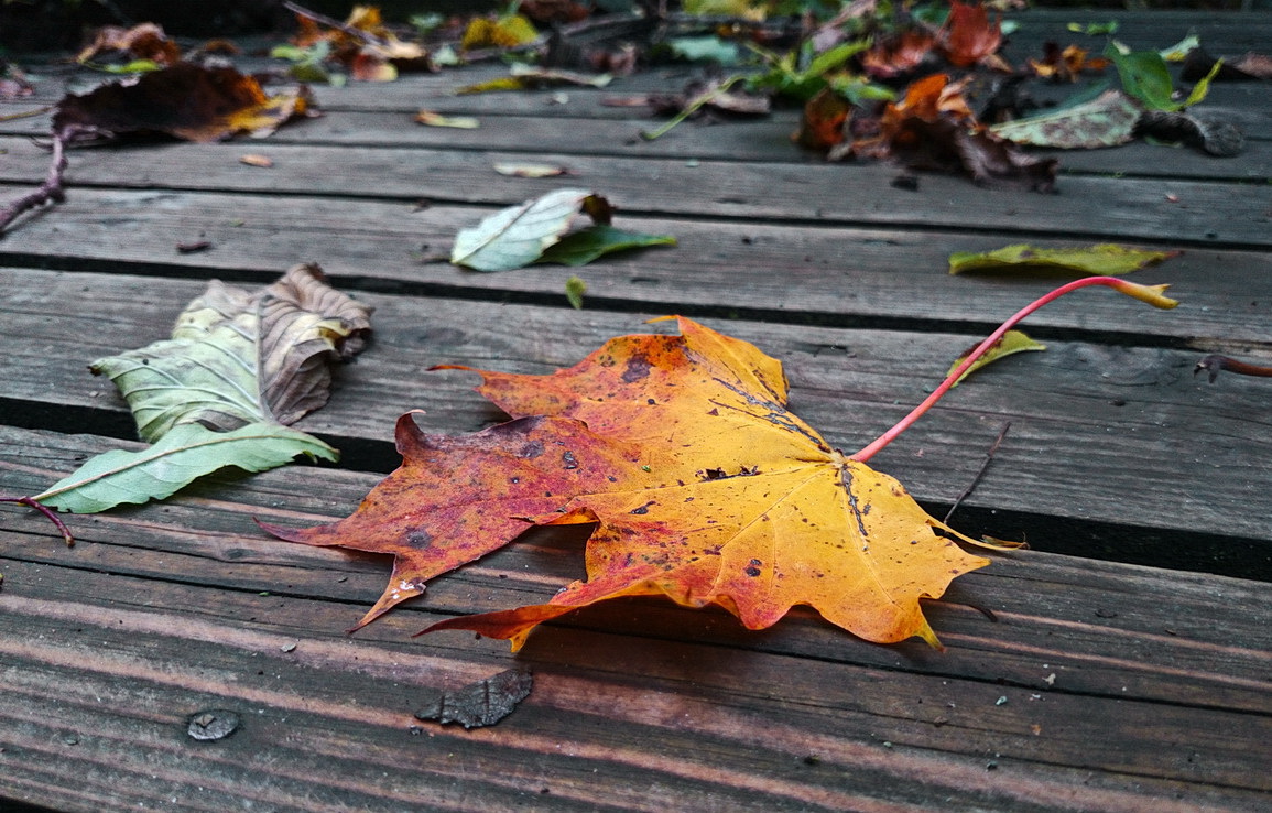 photo "I, who Autumn Leaf ..." tags: macro and close-up, 