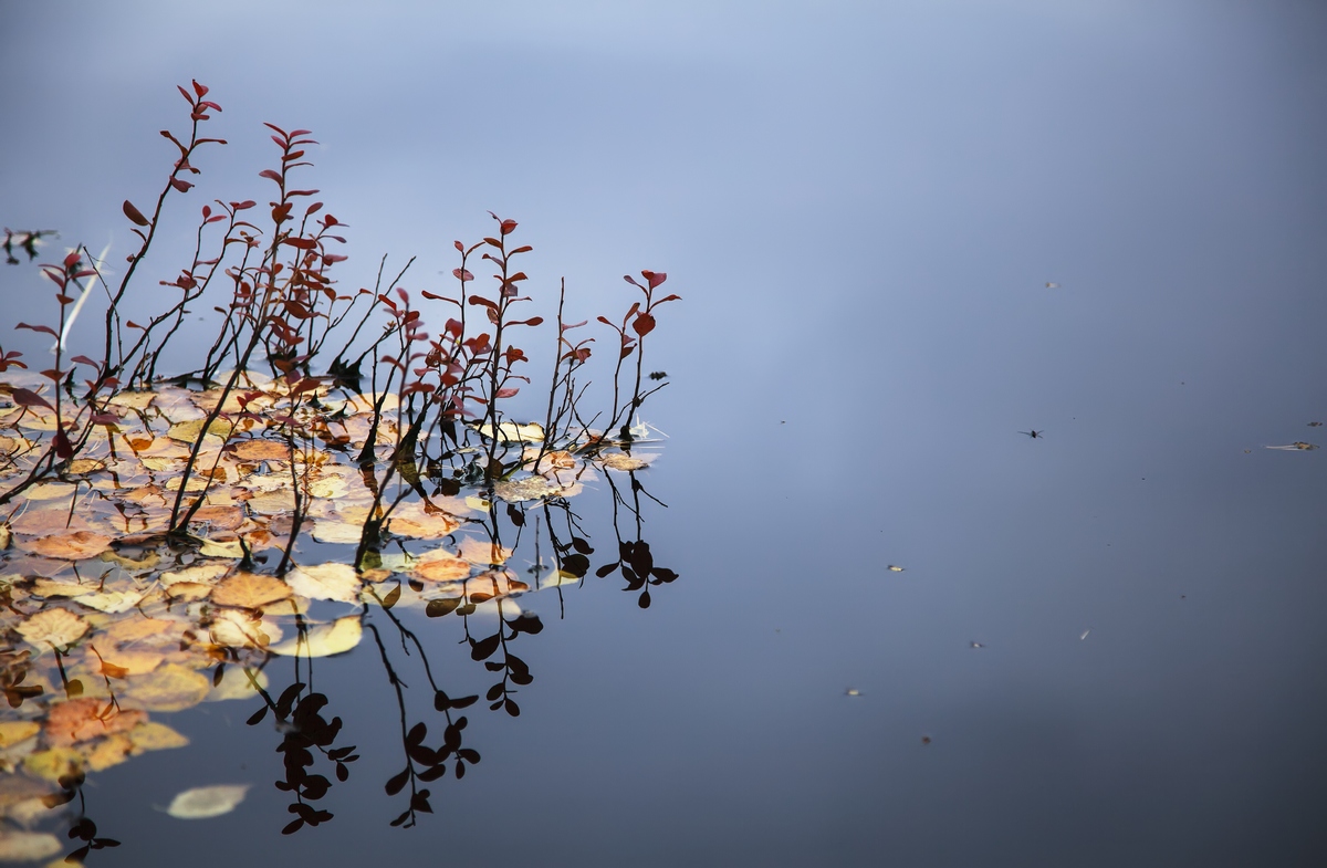 фото ""Вот и осень пришла"- подумалось водомерке" метки: природа, листва, осень, река