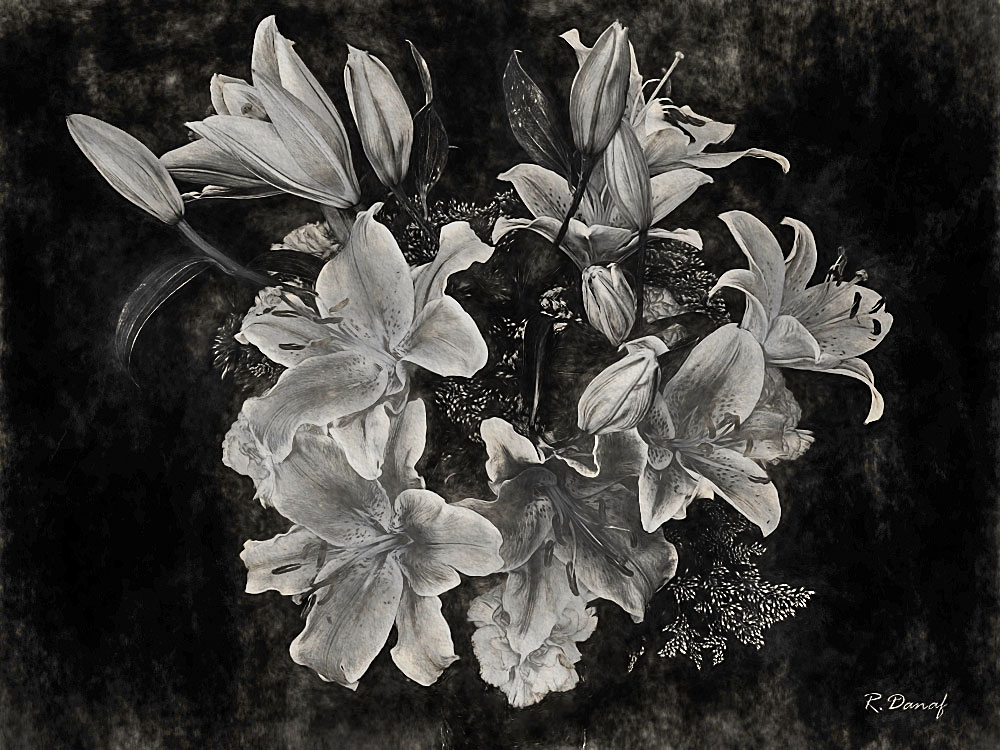 photo "Lily" tags: digital art, nature, 