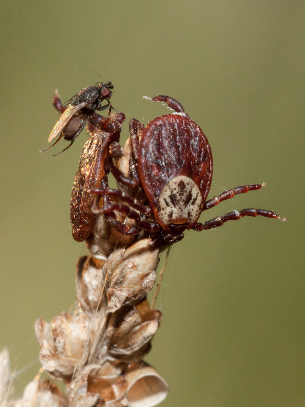 photo "***" tags: macro and close-up, клещ, муха