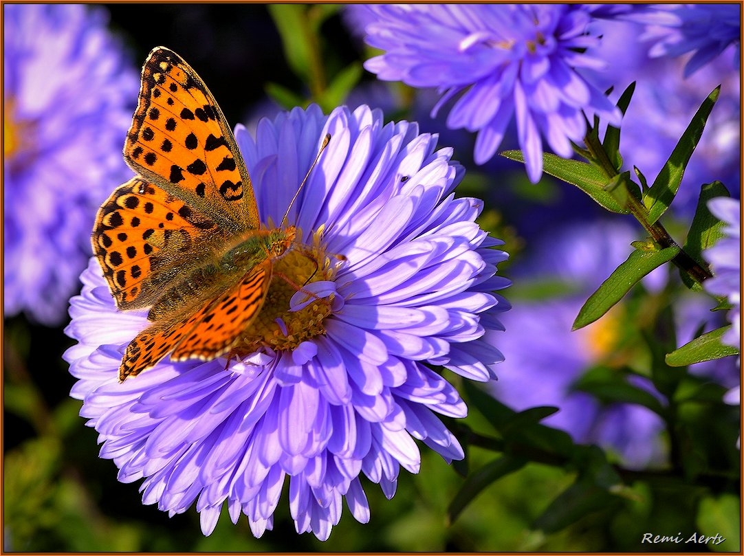 photo "***" tags: nature, macro and close-up, 