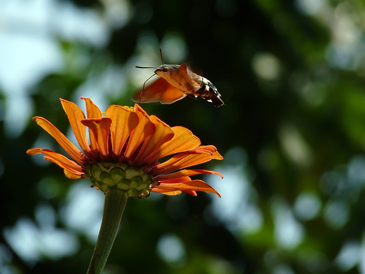 photo "***" tags: macro and close-up, 