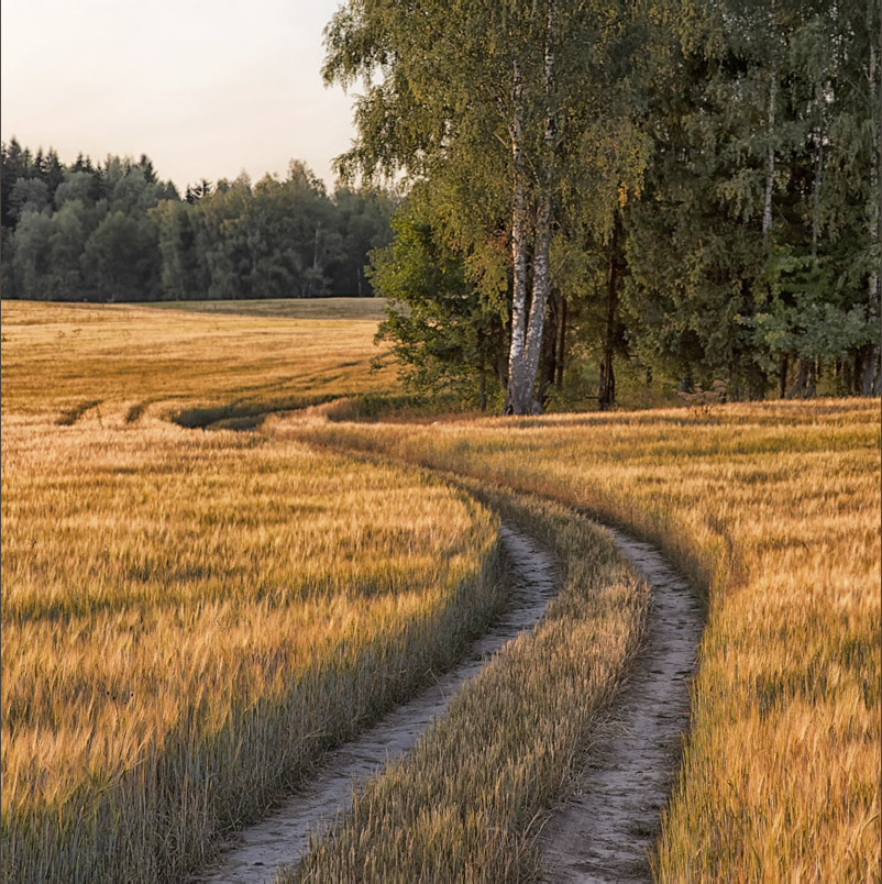 фото "Ржаное поле" метки: пейзаж, дорога, лето, ржаное поле