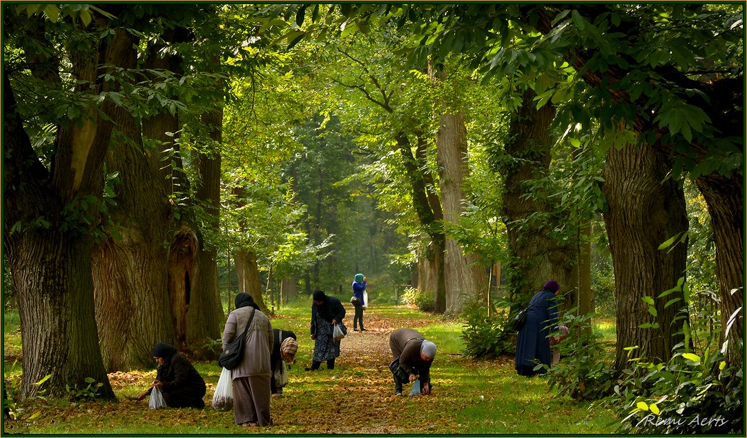 photo "search chestnuts" tags: landscape, nature, reporting, 